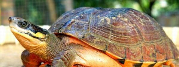 金钱龟和草龟有什么区别_养殖问答