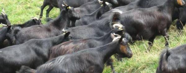 黑山羊怎么去毛_养殖问答