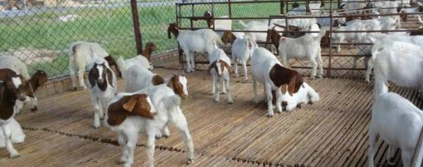 波尔山羊一年下几窝_养殖问答