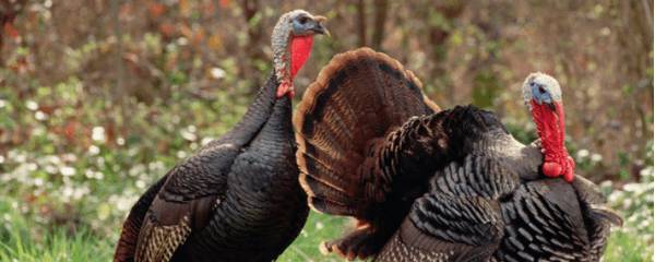 火鸡和珍珠鸡有什么区别_特禽养殖