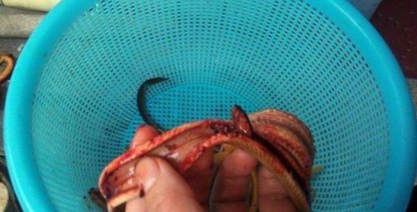 黄鳝怎么去骨,两大去骨方法看一看_养鱼