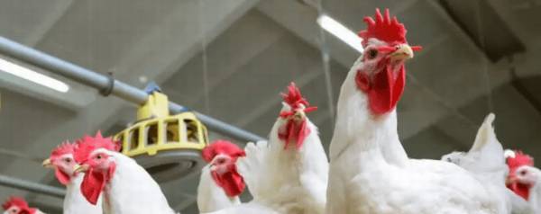 白羽鸡和普通鸡的区别有哪些_养殖问答