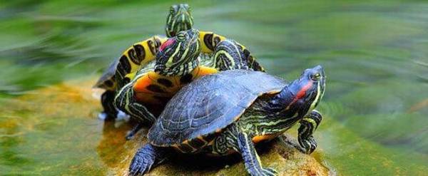 乌龟翘甲是什么原因_养殖问答