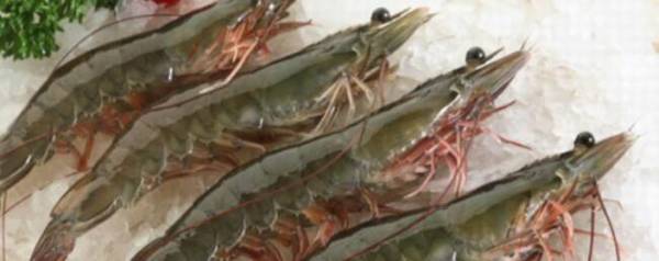 对虾鳃病的病因分析_养虾