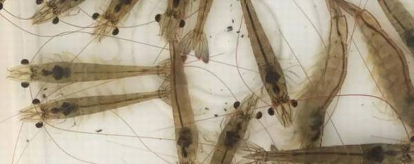 对虾不吃料什么原因_养殖问答