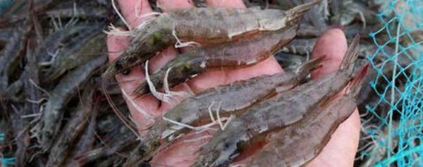 对虾有哪些品种_养虾