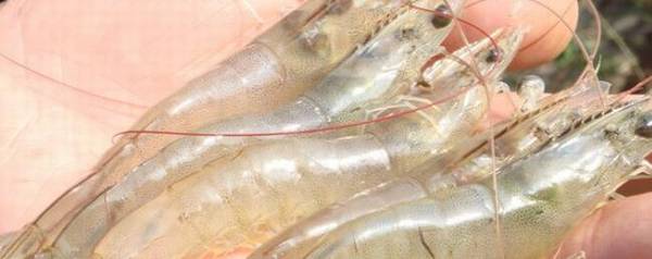 南美白对虾怕不怕灯光_养殖问答