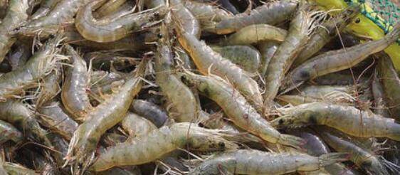 对虾放养密度多少合适?_养殖问答