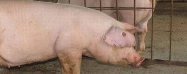 一头成年猪有多重?_养殖问答