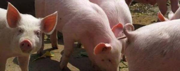 1立方沼气池可以养几头猪_养殖问答