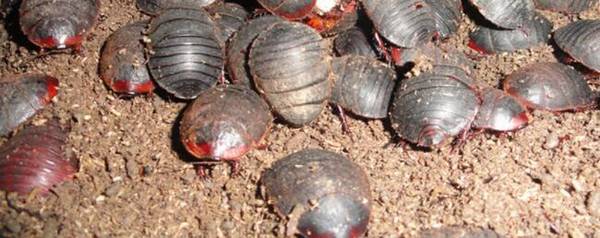 土元和土鳖虫有什么区别_养殖问答