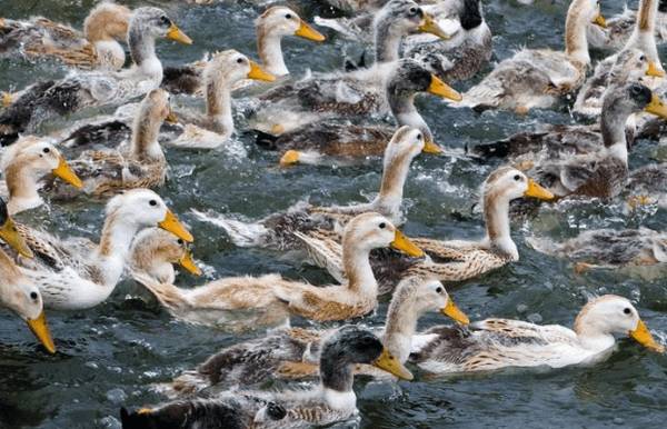 鸭中精品高邮鸭,产于江苏高邮的名鸭_养鸭