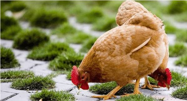 三黄鸡的养殖技术_养鸡