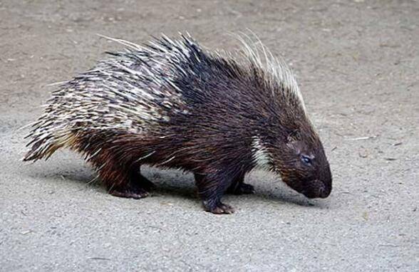 豪猪舍中投药箱的设置要点_豪猪养殖