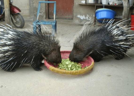 20只豪猪的养殖成本是多少_豪猪养殖