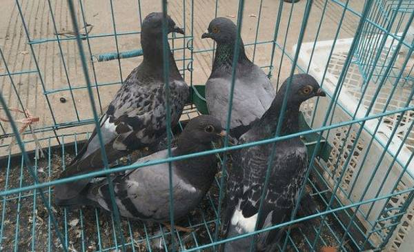 鸽子养殖的日常注意事项_养鸽