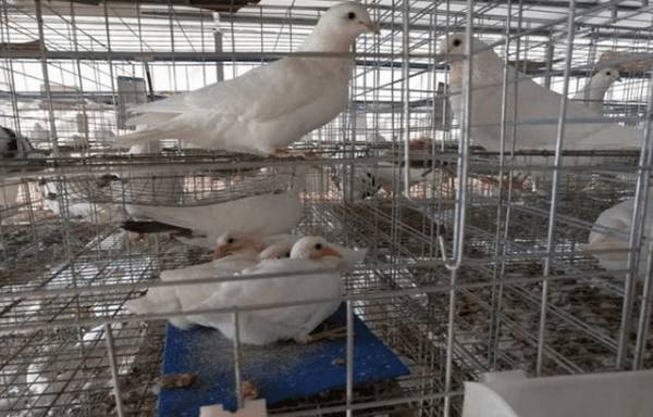 鸽子养殖的日常注意事项_养鸽