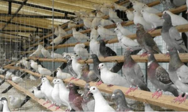 种鸽的选择与养殖要点_养鸽