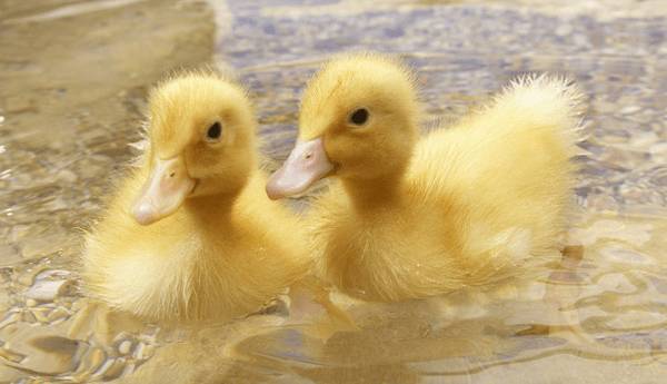 养殖肉鸭降低成本的十六个要点_养鸭