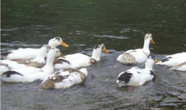 肥皂妙用:治疗鸭农药中毒有奇效_养鸭