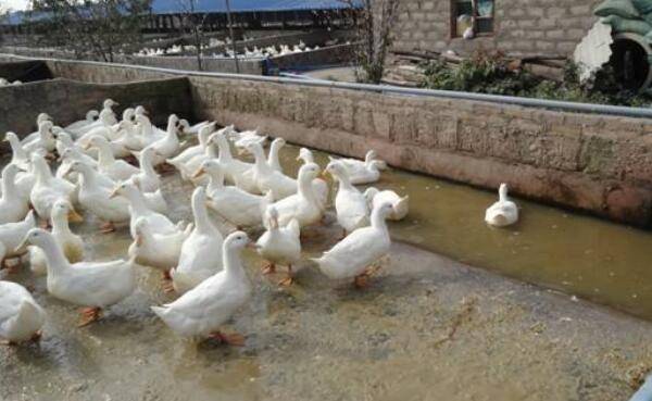 养鸭出栏率的影响因素_养鸭