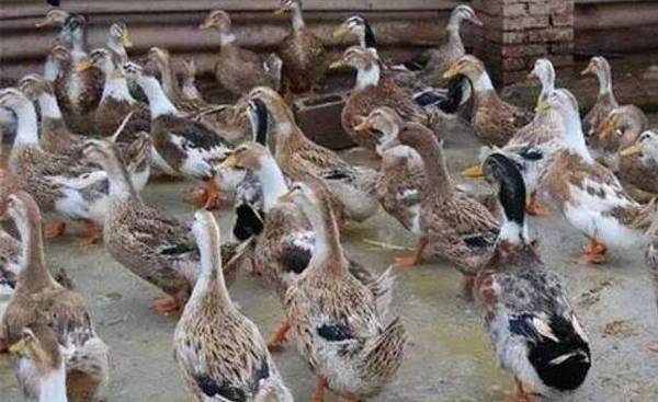 养鸭出栏率的影响因素_养鸭