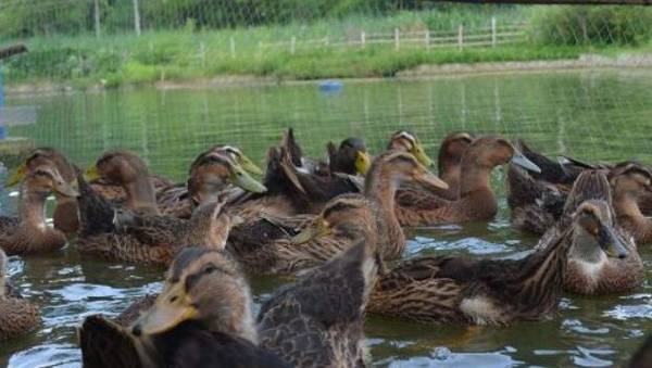 蛋鸭瘫痪的发病原因,蛋鸭瘫痪的预防措施_养鸭