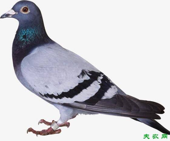 冬季鸽子的养殖方法_养鸽