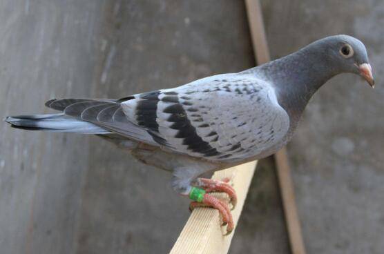 鸽子怎么选种,鸽子怎么育种_养鸽