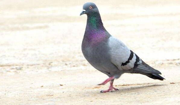 鸽子怎么选种,鸽子怎么育种_养鸽