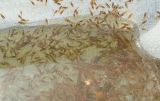 小龙虾亲虾越冬期间的管理方法_养虾