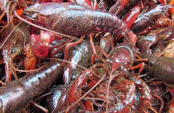 小龙虾投喂饲料的选择_养虾