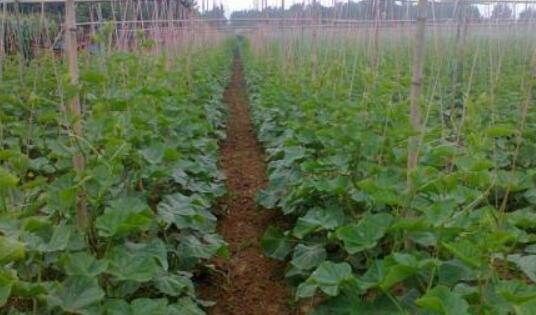 黄瓜露地栽培的技术要点_蔬菜种植