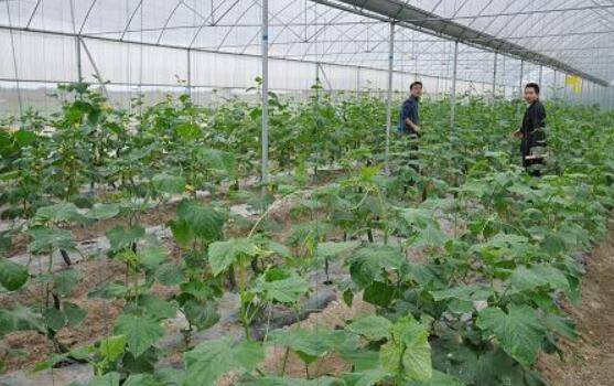 大棚黄瓜的种植经验,种好黄瓜就靠这八点_蔬菜种植