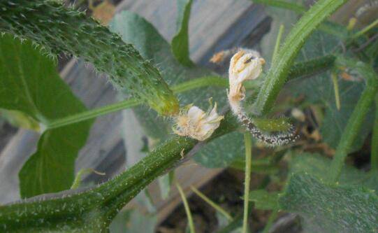 防治黄瓜灰霉症的三种方法,生态与药剂防治结合效果好_蔬菜种