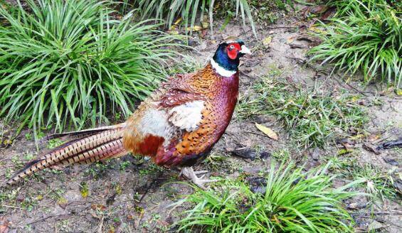 野鸡一只价格多少钱,野鸡苗一只多少钱_山鸡养殖