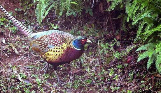 野鸡窝在什么地方?_山鸡养殖