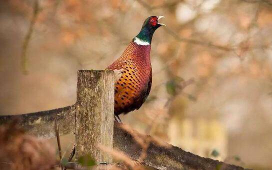 养野鸡要办哪些手续,野鸡养殖手续大全_山鸡养殖