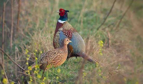 夏季山鸡怎么养,夏季山鸡四大饲养方法_山鸡养殖