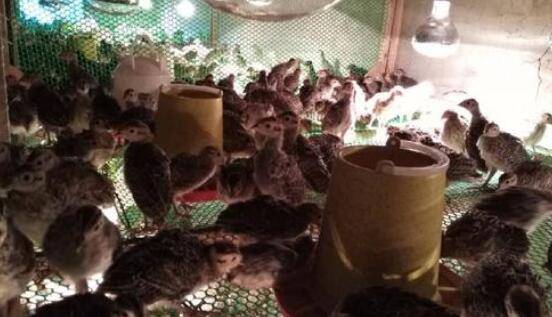 山鸡育雏期的管理要求_山鸡养殖