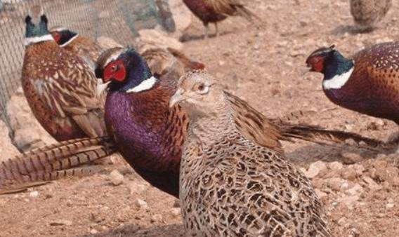 山鸡的饲料有哪些,山鸡的日粮饲料种类_山鸡养殖