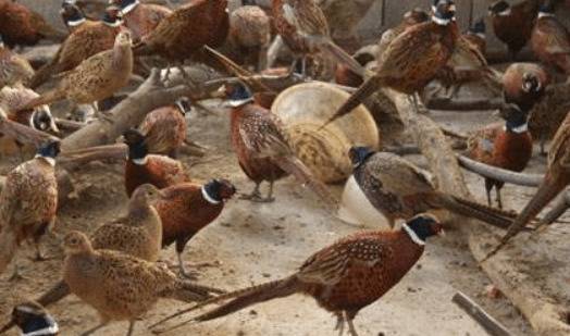 就靠这几招,提高七彩山鸡产蛋率效果好_山鸡养殖