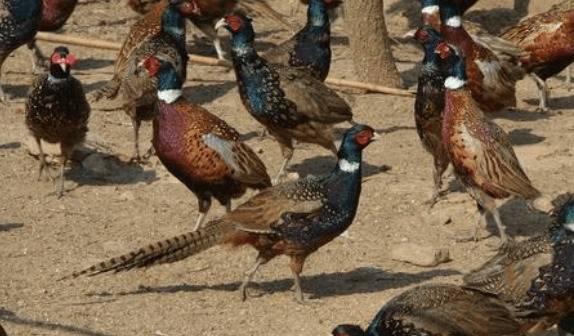 种山鸡运回场内的暂养管理要求_山鸡养殖