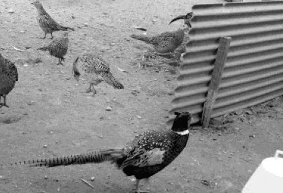 山鸡群大小的要求,山鸡公母比例多少合适_山鸡养殖