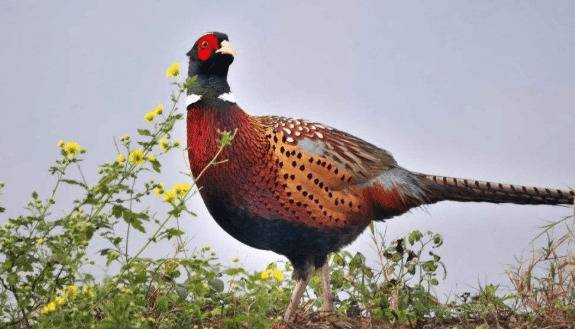 山鸡种蛋的存放要求_山鸡养殖