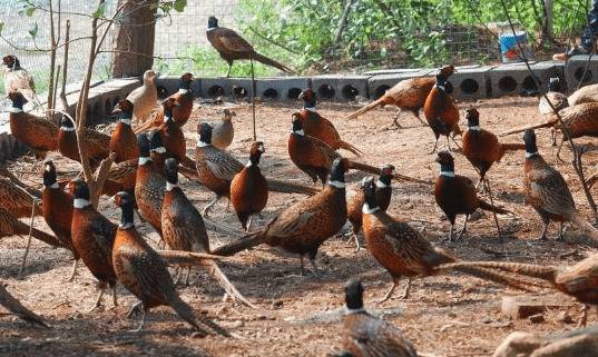 山鸡种蛋消毒的注意事项_山鸡养殖