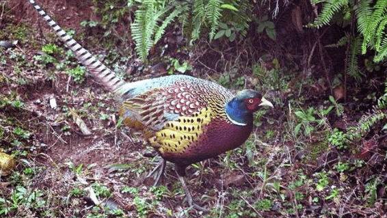 山鸡种蛋的孵化方法:火炕孵化法详解_山鸡养殖