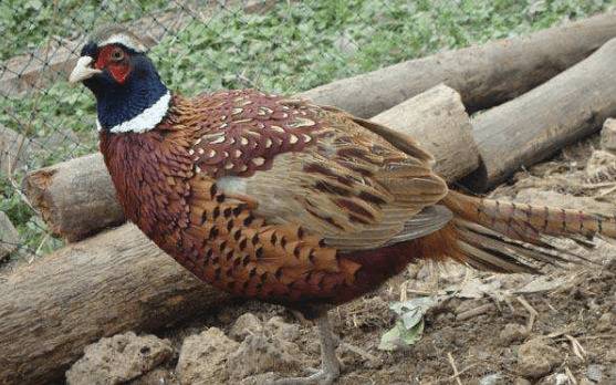 山鸡雏雉开食的方法及注意事项_山鸡养殖