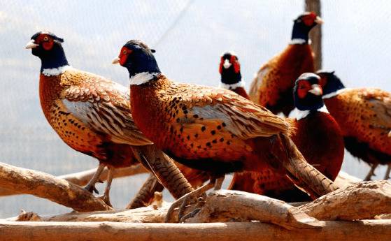 公山鸡与母山鸡的合群要求_山鸡养殖