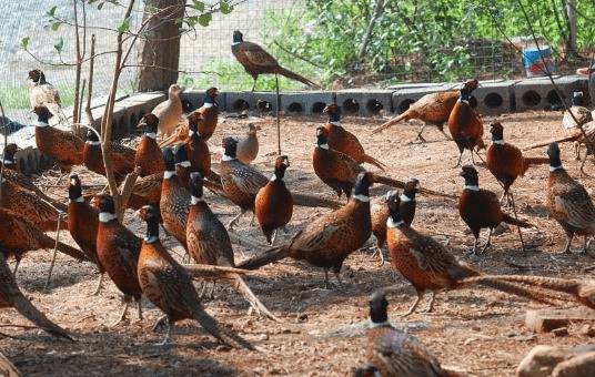 山鸡育雏期开食与饮水的原则_山鸡养殖